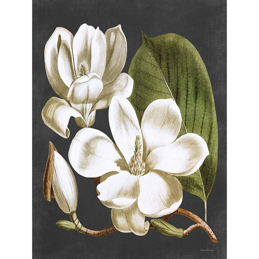 Magnolia Poster Print - and Lined Lettered-VARPDXLET483 Image 1