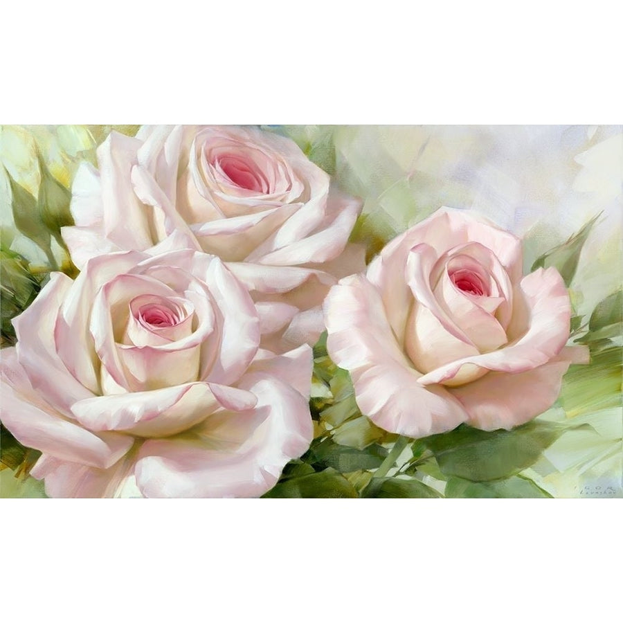 White and pink roses 1 Poster Print by Igor Levashov-VARPDXLI3 Image 1