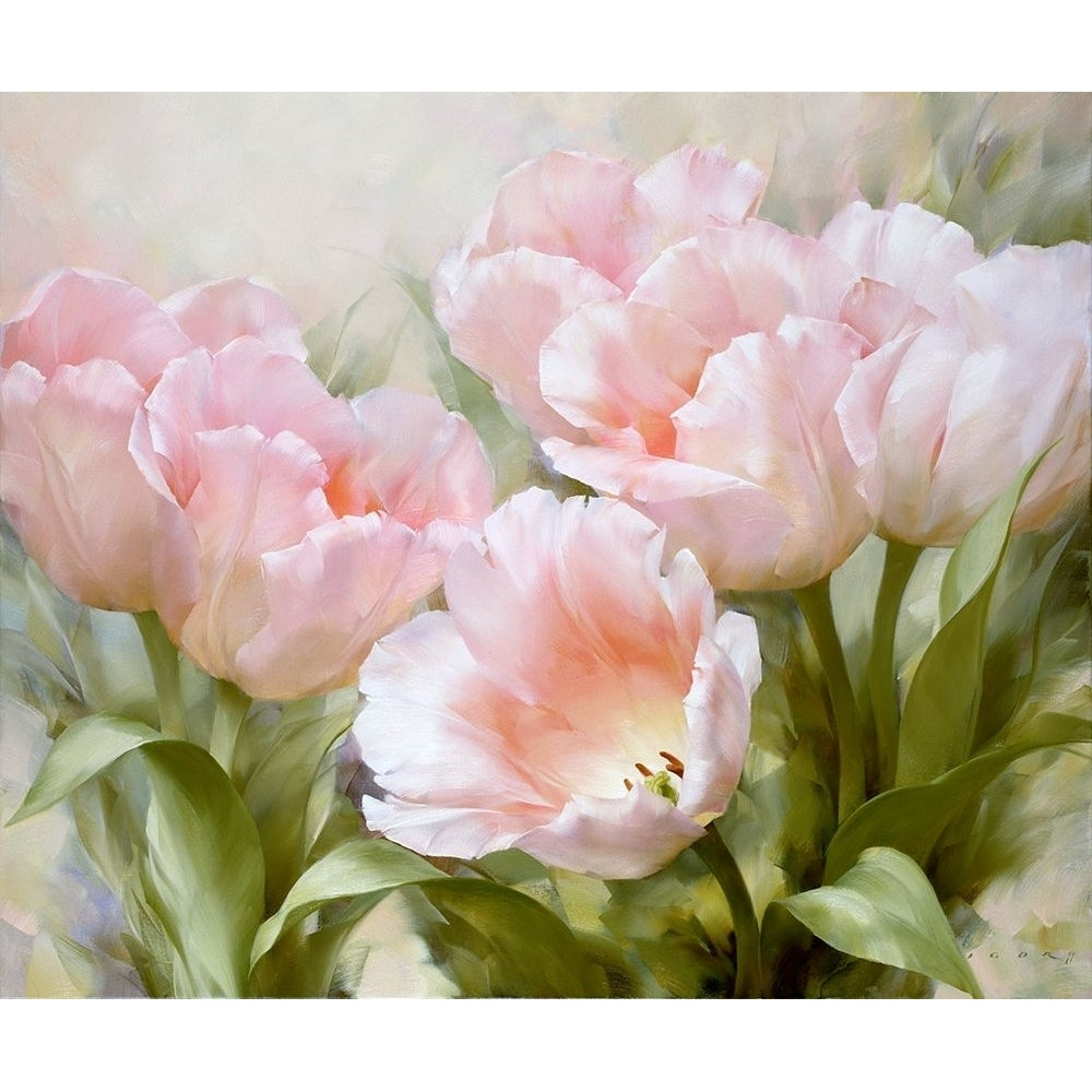 Pink tulips Poster Print by Igor Levashov-VARPDXLI5 Image 1