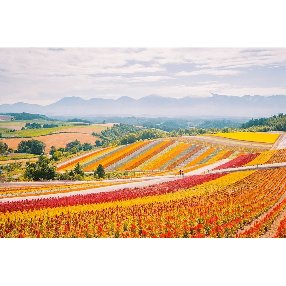 Flowers in Hokkaido II Poster Print - Clement Lefer-VARPDXLF009A Image 1