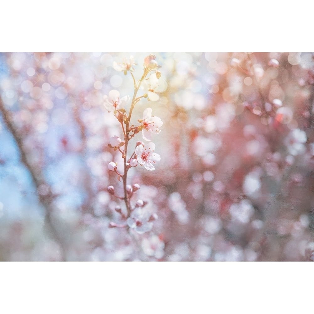 Spring Blooms 02 Poster Print - LightBoxJournal-VARPDXLIGBOX230216 Image 1