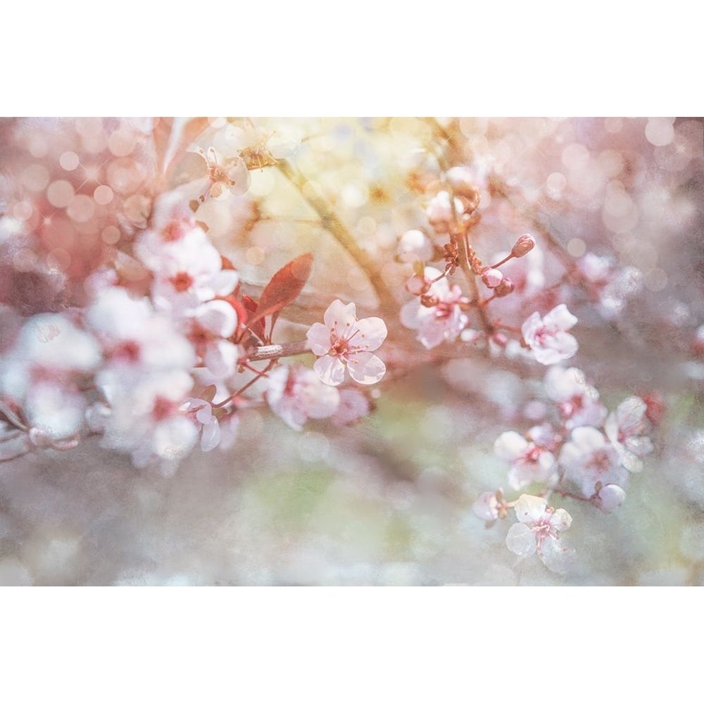 Spring Blooms 04 Poster Print - LightBoxJournal-VARPDXLIGBOX230218 Image 1