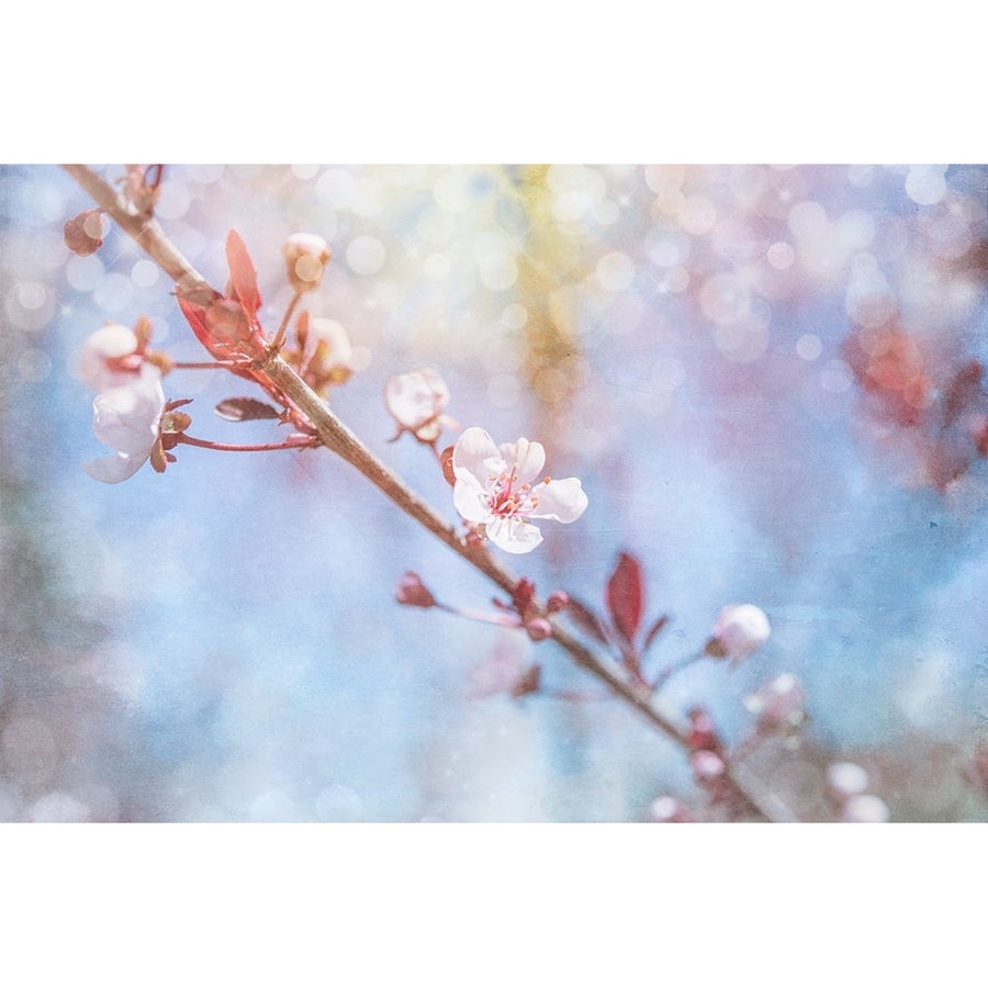 Spring Blooms 01 Poster Print - LightBoxJournal-VARPDXLIGBOX230215 Image 1