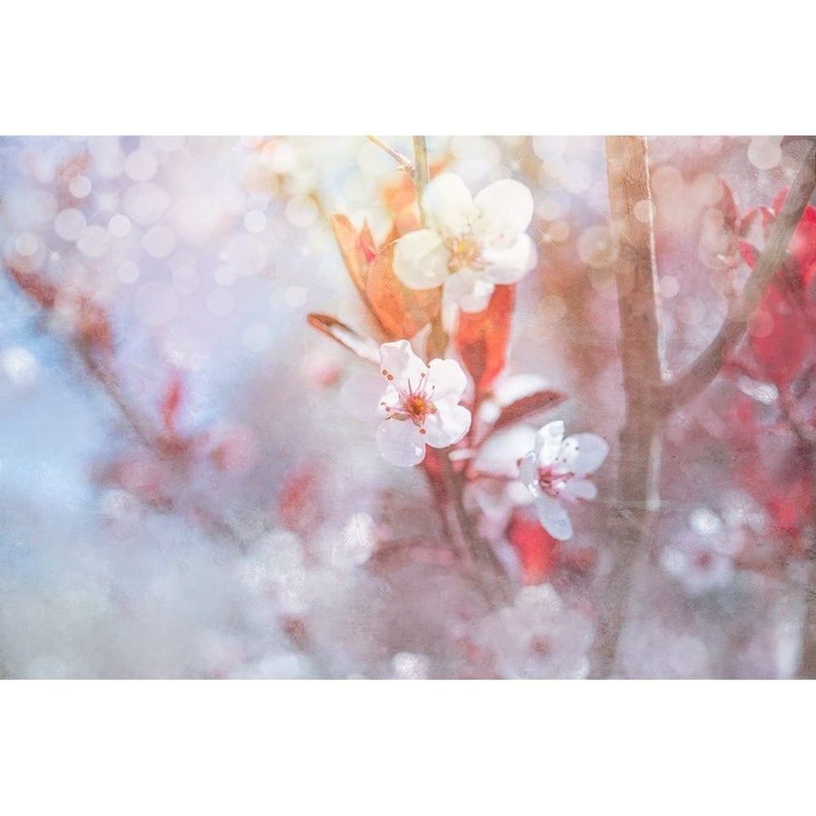 Spring Blooms 05 Poster Print - LightBoxJournal-VARPDXLIGBOX230219 Image 1