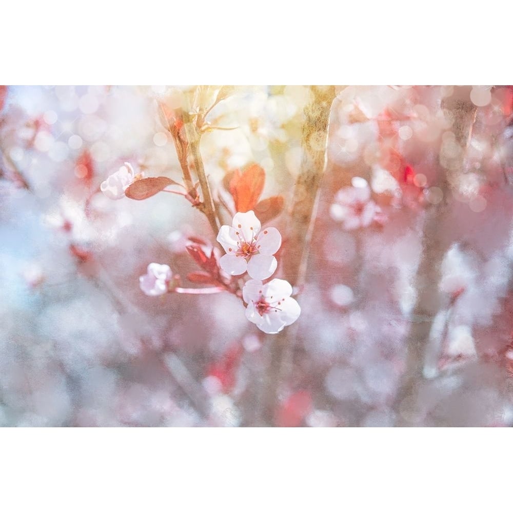 Spring Blooms 03 Poster Print - LightBoxJournal-VARPDXLIGBOX230217 Image 1