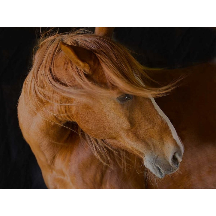 Beautiful Mane Poster Print by Sally Linden-VARPDXLIN51 Image 2