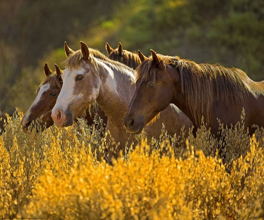 Horses In Gold Poster Print by Sally Linden-VARPDXLIN53 Image 1