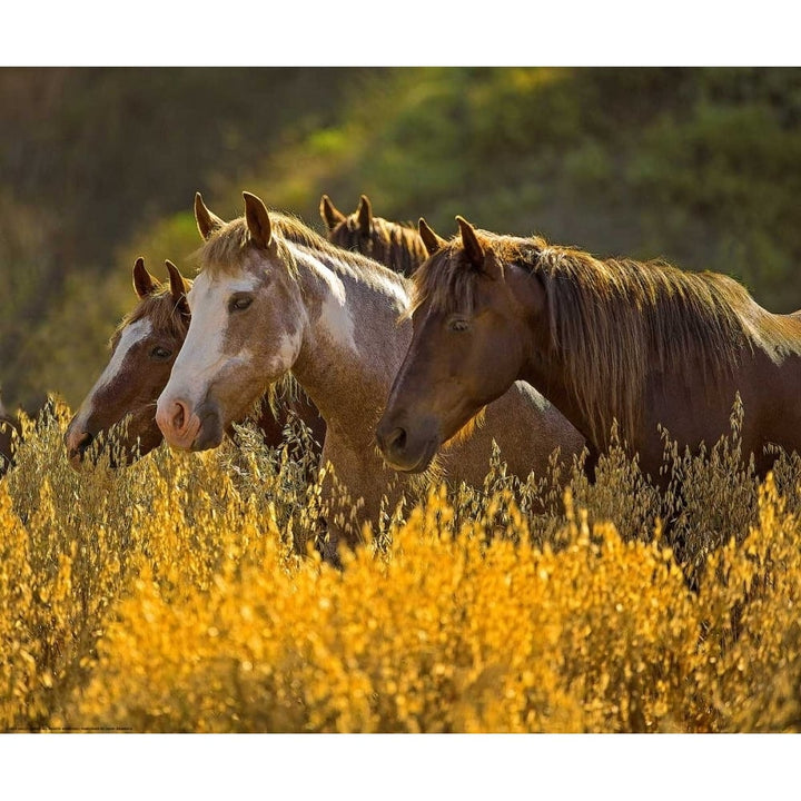 Horses In Gold Poster Print by Sally Linden-VARPDXLIN53 Image 2