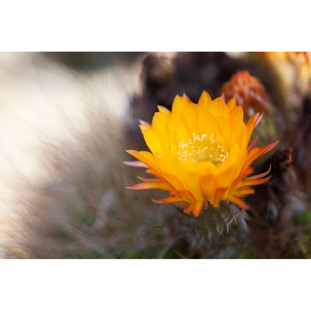 Wild Flowers I Poster Print by Lily Mourier-VARPDXLM032A Image 1