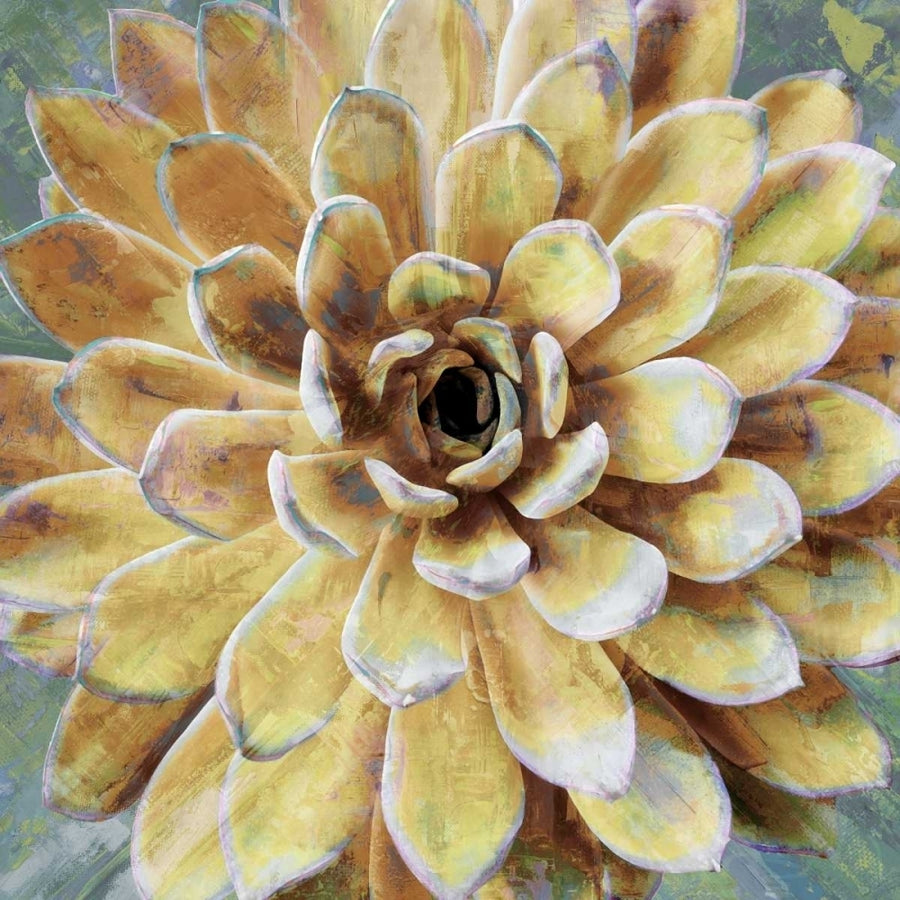 Succulent II Poster Print by Lindsay Benson-VARPDXLN114177 Image 1