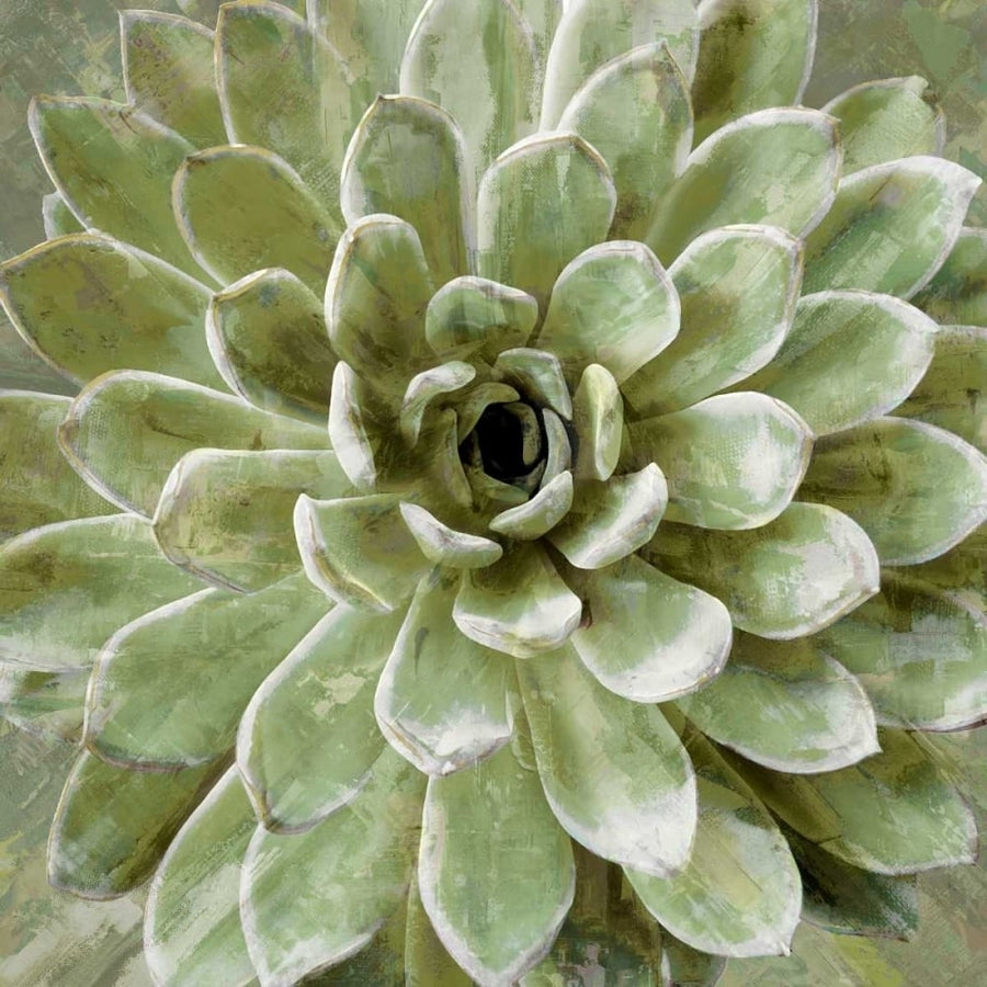 Succulent Verde II Poster Print by Lindsay Benson-VARPDXLN114181 Image 1