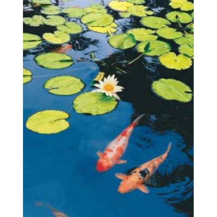 Koi Pond II Poster Print by Maureen Love-VARPDXLOV105 Image 1