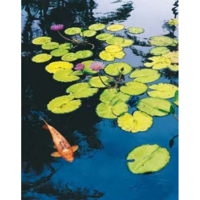 Koi Pond I Poster Print by Maureen Love-VARPDXLOV104 Image 1