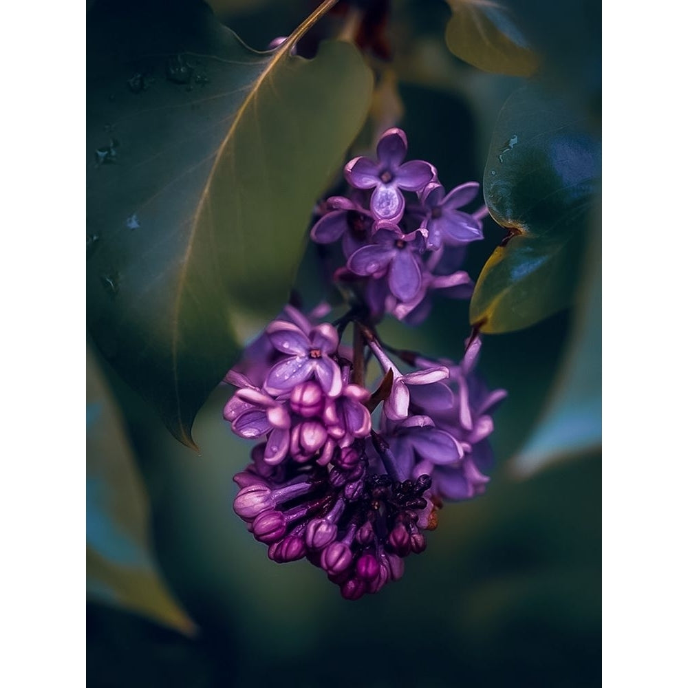 Lilacs at Dusk Poster Print - Grams Love-VARPDXLOVGRA267900 Image 1