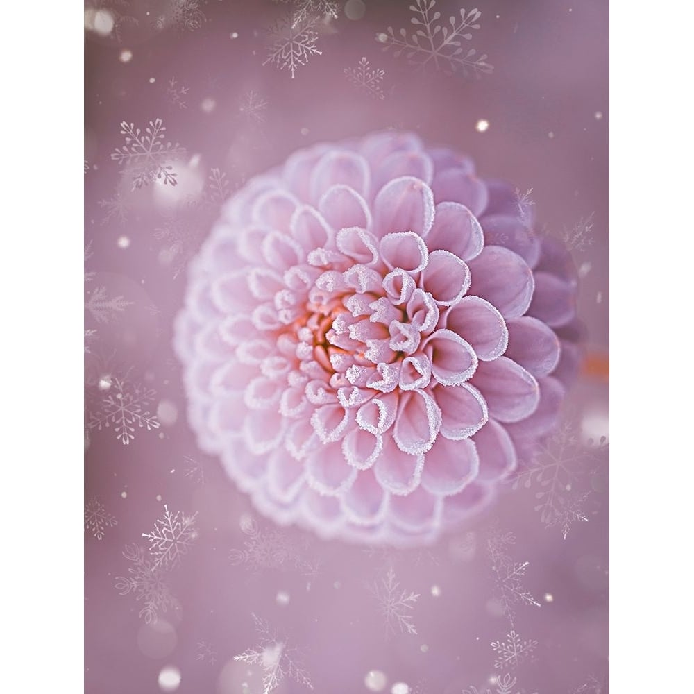 Snowflakes and Cotton Candy Poster Print - Grams Love-VARPDXLOVGRA267914 Image 1