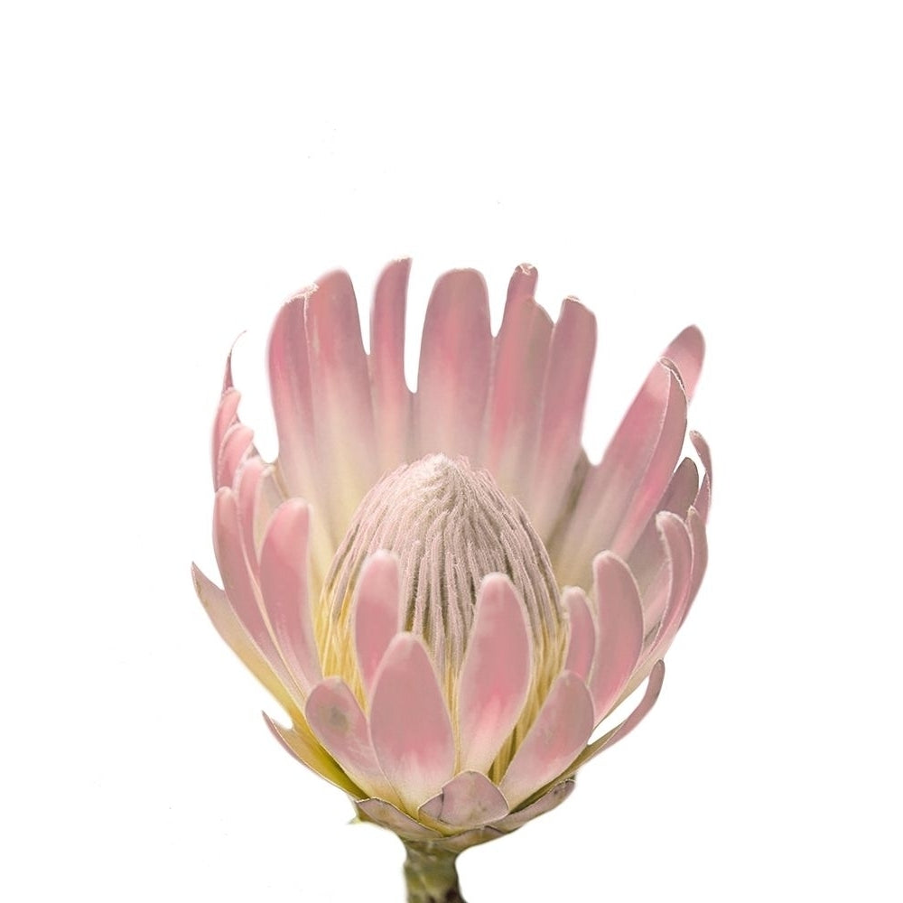 Blush Protea Poster Print by Leah Straatsma-VARPDXLSRC137A Image 1