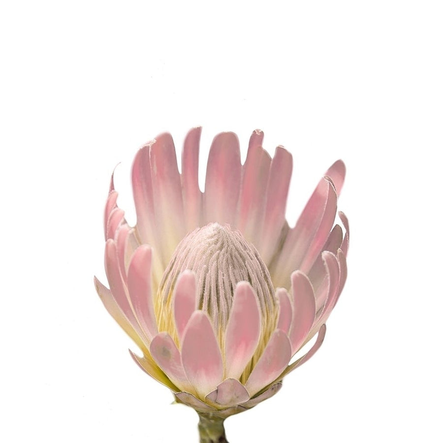 Blush Protea Poster Print by Leah Straatsma-VARPDXLSRC137A Image 1