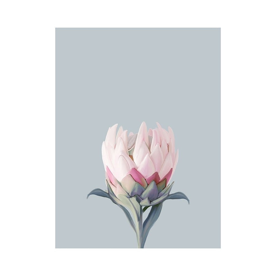 King Protea Plant Poster Print by Leah Straatsma-VARPDXLSRC138A Image 1