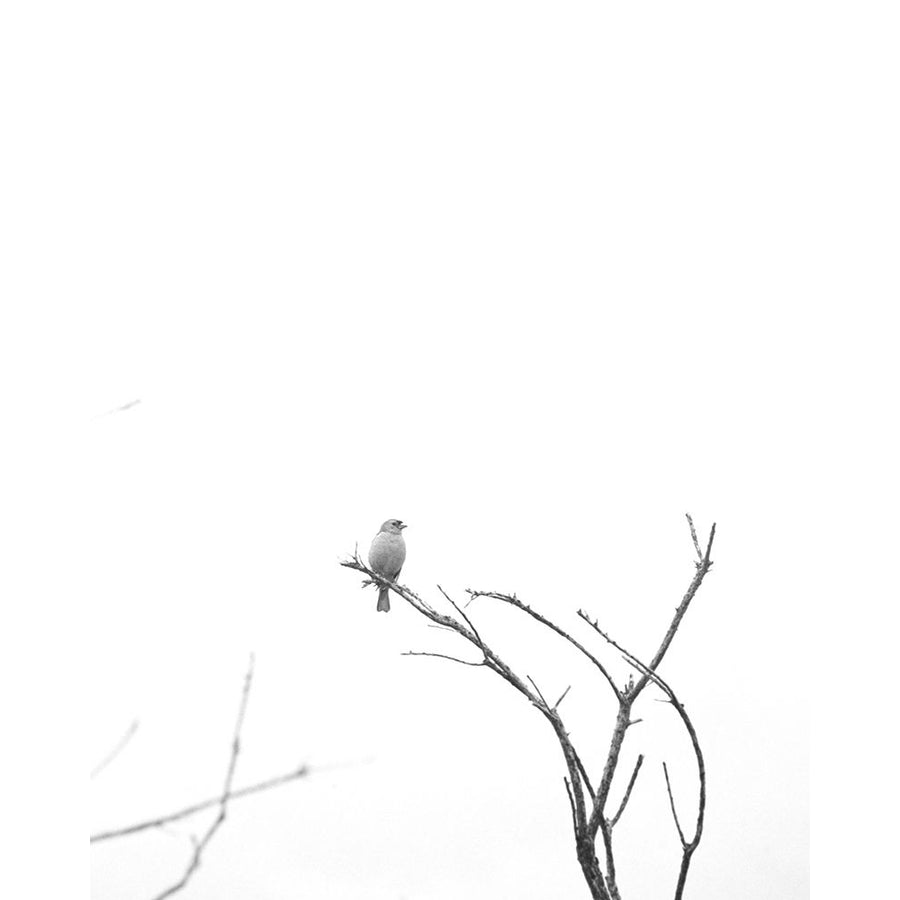 Bleached Branch and Bird Poster Print by Leah Straatsma-VARPDXLSRC144 Image 1