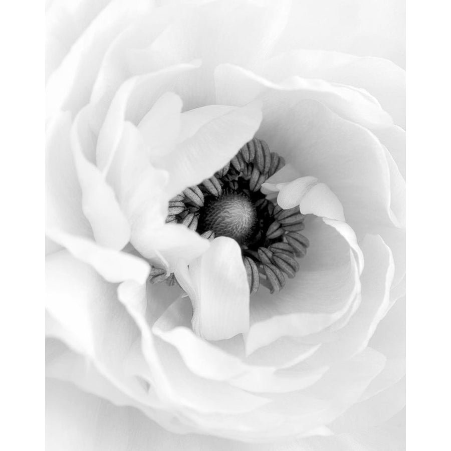 Modern Black White Floral 16x20 by Leah Straatsma-VARPDXLSRC209B Image 1