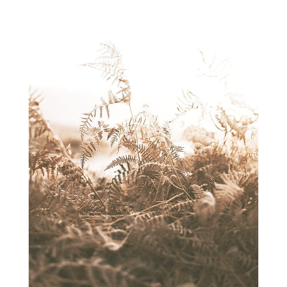 Faded Brown Ferns by Leah Straatsma-VARPDXLSRC244A Image 1