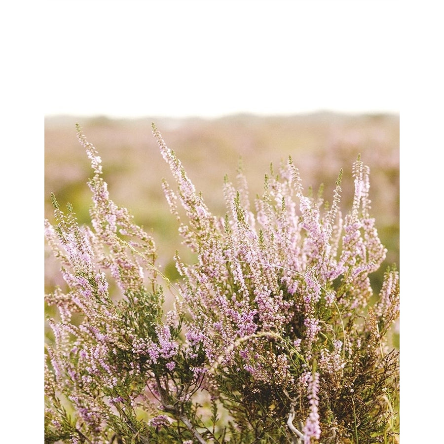 Bleached Lavender Fields Poster Print by Leah Straatsma-VARPDXLSRC145 Image 1