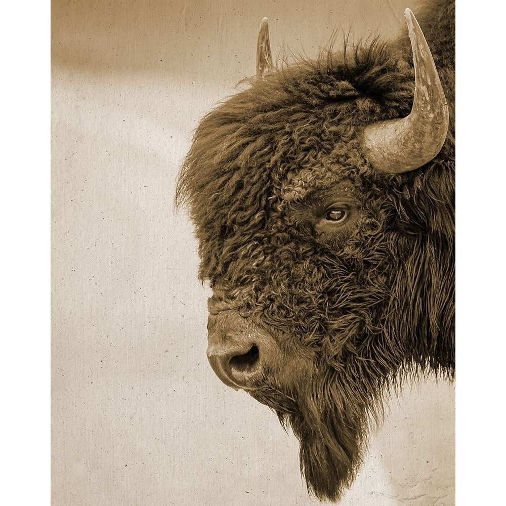 Textured Bison by Leah Straatsma-VARPDXLSRC364A Image 1