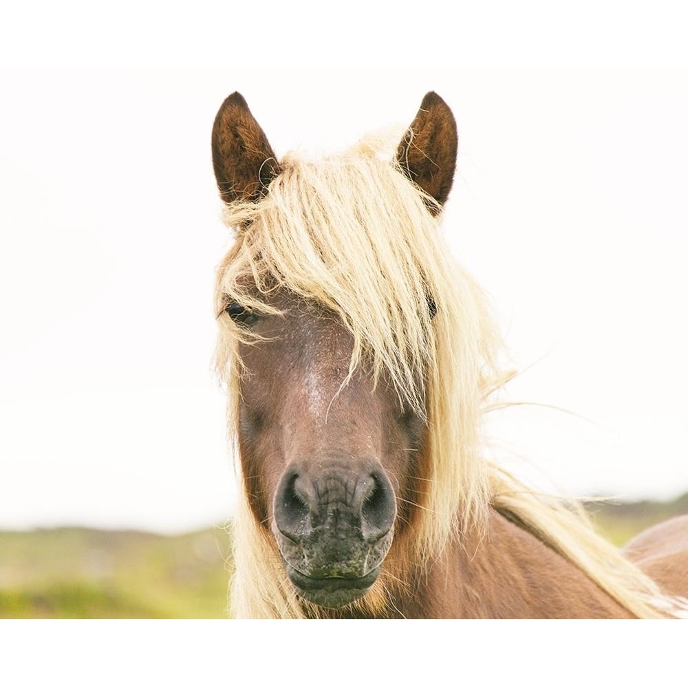 Pretty Horse by Leah Straatsma-VARPDXLSRC355A Image 1