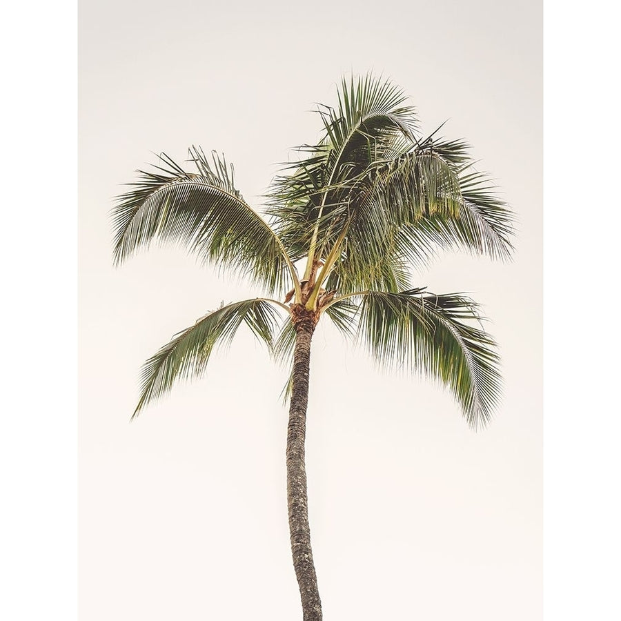 Rosy Palm Tree by Leah Straatsma-VARPDXLSRC443A Image 1