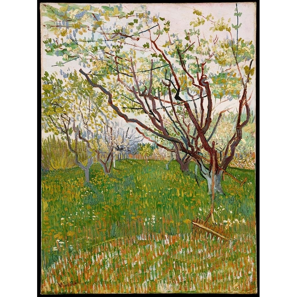 Cherry Tree - Vincent Van Gogh Poster Print - Collection Masters-VARPDXMASCOL288824 Image 1