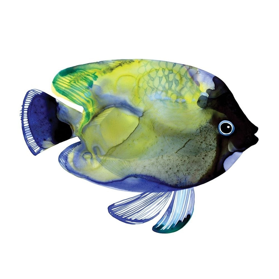 Green Fish Poster Print by Margaret Berg-VARPDXMBG03M Image 1