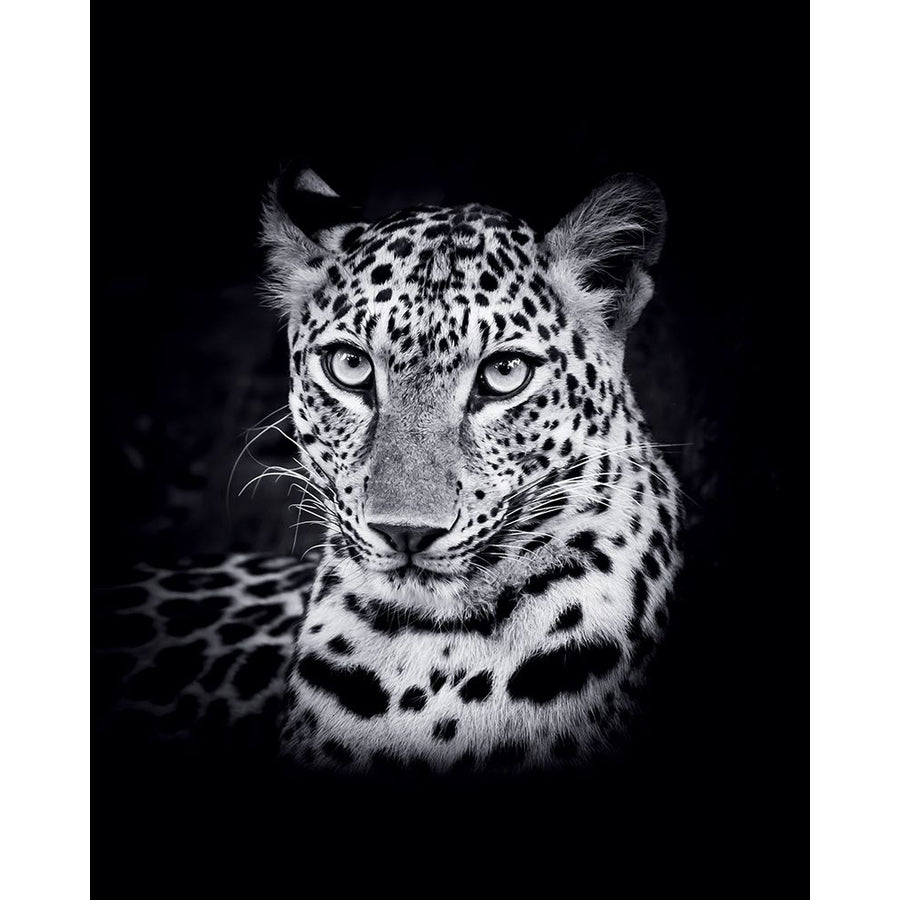 Leopard Poster Print by Braun Studio Braun Studio-VARPDXMC1315 Image 1