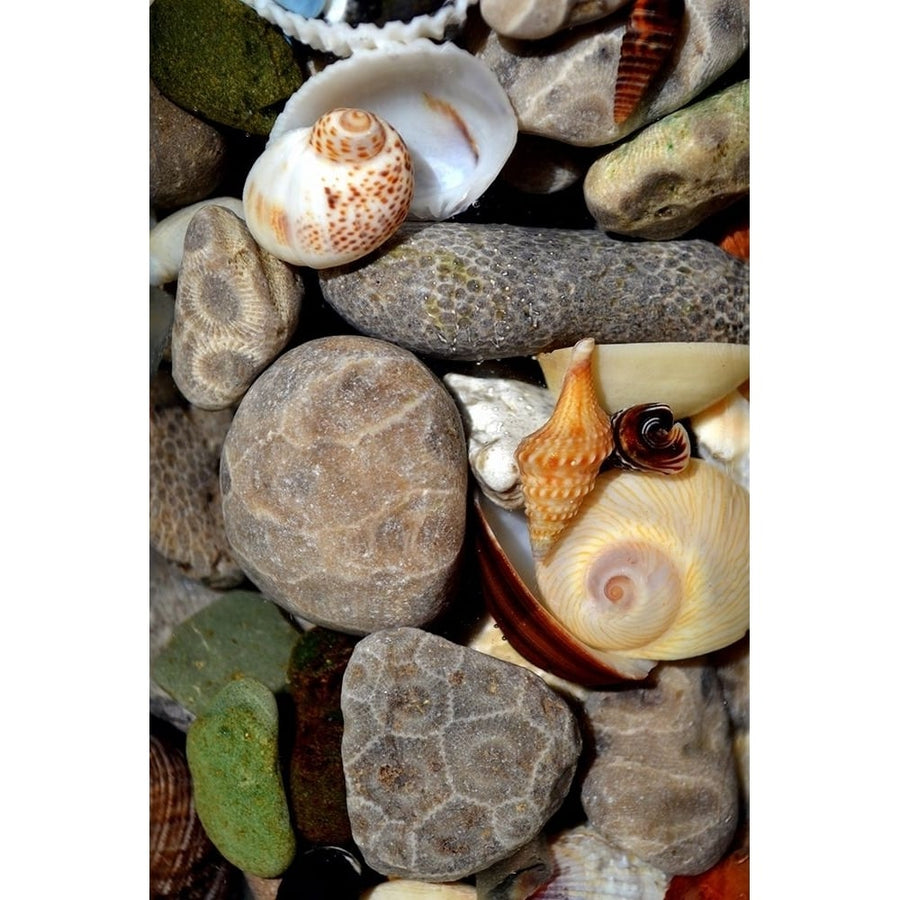 Petoskey Stones II Poster Print by Michelle Calkins-VARPDXMCK117030 Image 1