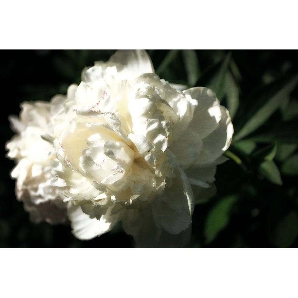 White Peony In Spring Poster Print by Michelle Calkins-VARPDXMCK117026 Image 1