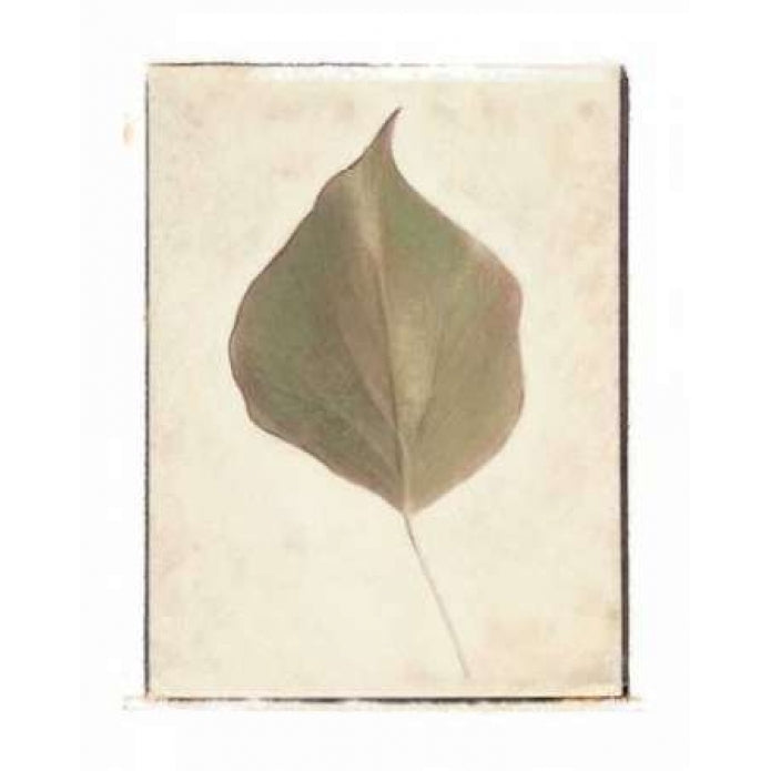 Single Leaf Poster Print by Amy Melious-VARPDXMEL160 Image 1