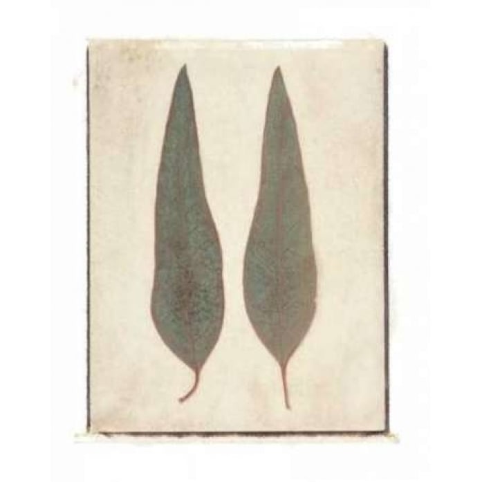 Two Leaves Poster Print by Amy Melious-VARPDXMEL161 Image 1