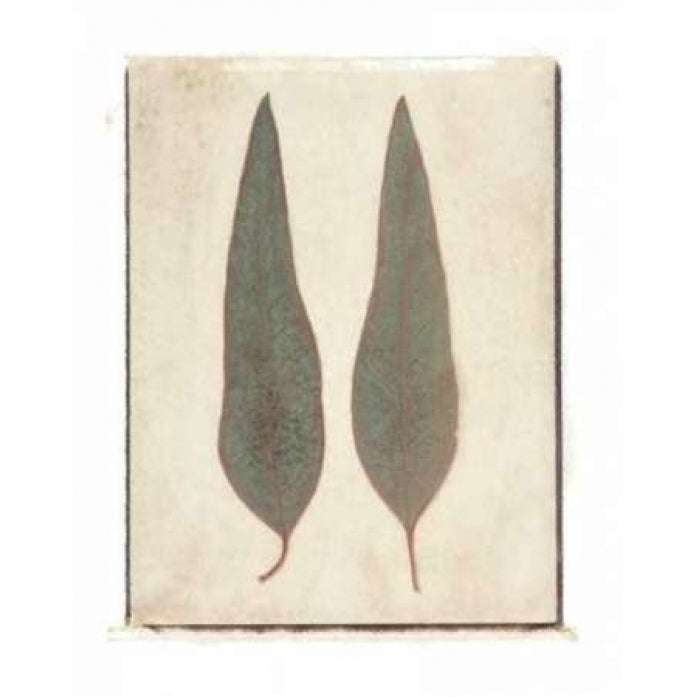 Two Leaves Poster Print by Amy Melious-VARPDXMEL161 Image 2