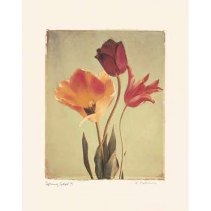 Spring Color III Poster Print by Amy Melious-VARPDXMEL202 Image 1