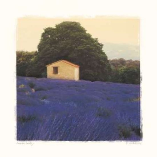 Lavender Country Poster Print by Amy Melious-VARPDXMEL266 Image 1