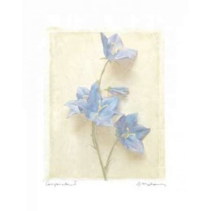 Campanula I Poster Print by Amy Melious-VARPDXMEL291 Image 1