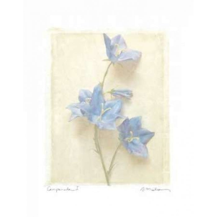 Campanula I Poster Print by Amy Melious-VARPDXMEL291 Image 2