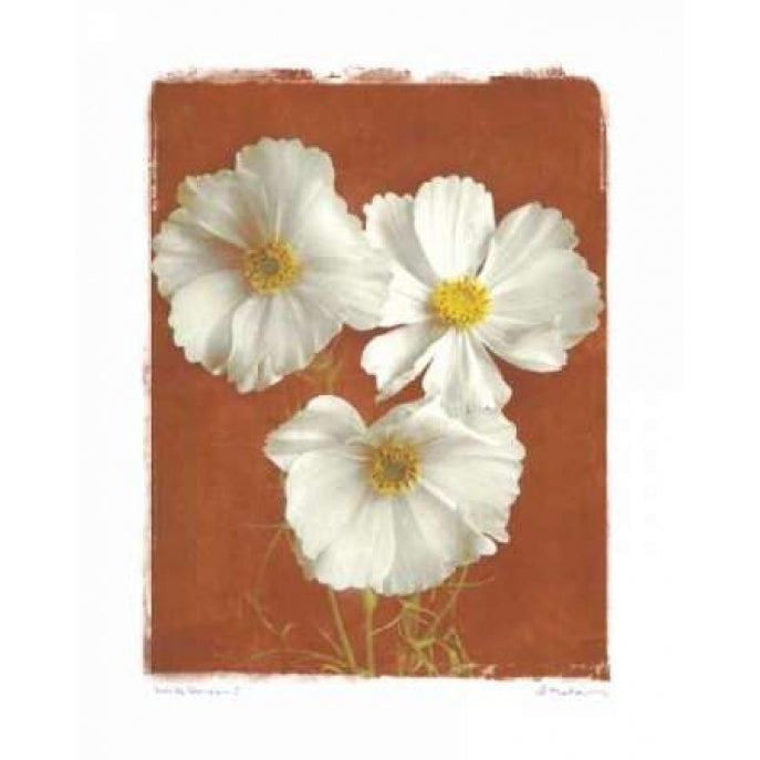 White Cosmos I Poster Print by Amy Melious-VARPDXMEL299 Image 1