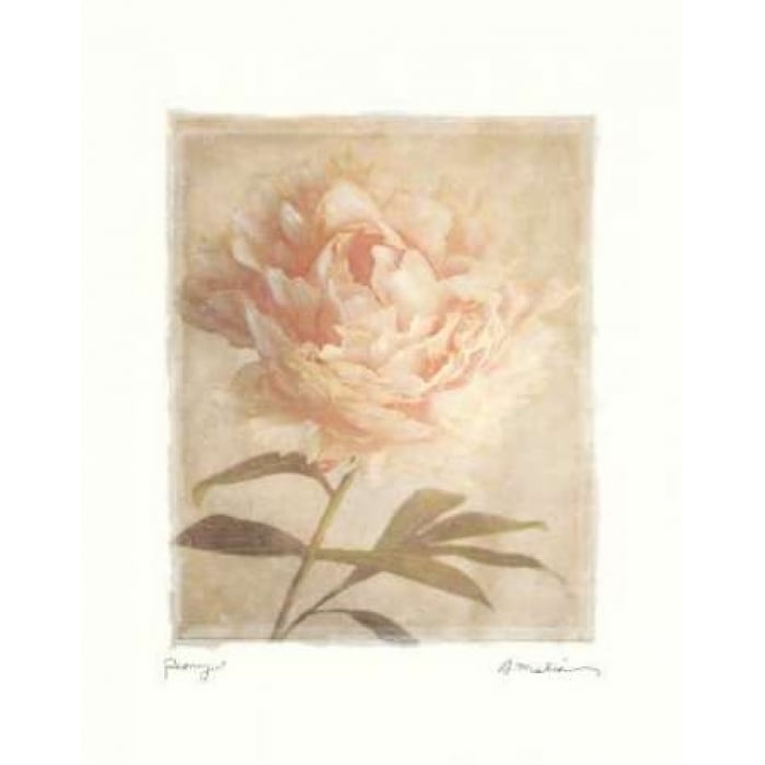 Peony Poster Print by Amy Melious-VARPDXMEL303 Image 2