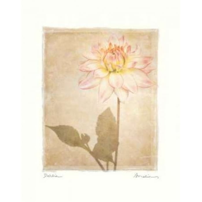 Dahlia Poster Print by Amy Melious-VARPDXMEL304 Image 2