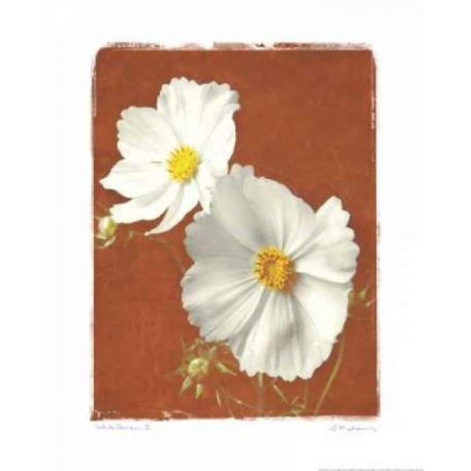 White Cosmos II Poster Print by Amy Melious-VARPDXMEL300 Image 1