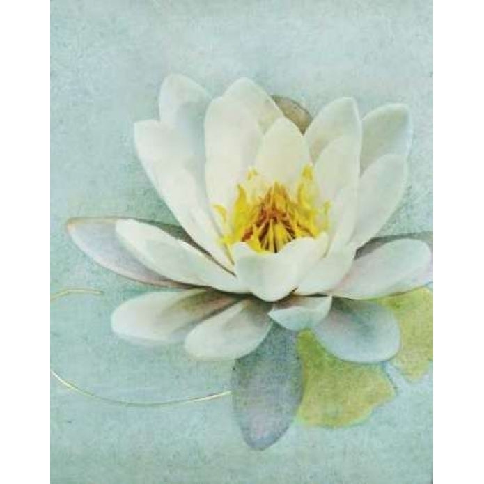 Pond Lily Poster Print by Amy Melious-VARPDXMEL402 Image 1