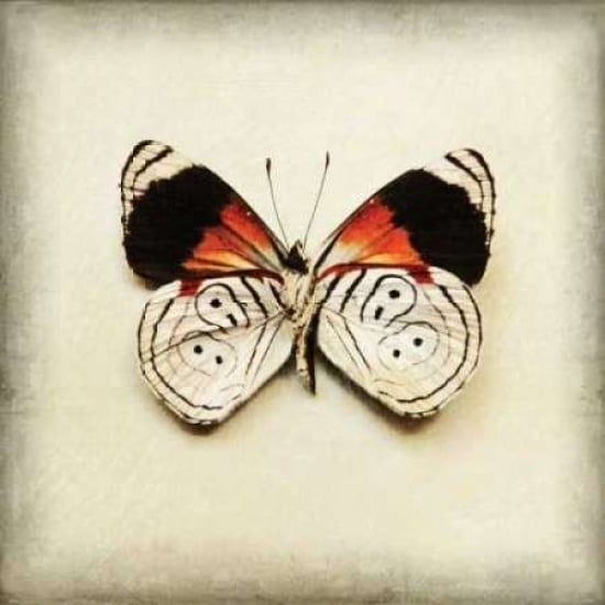 Butterfly 12 Poster Print by Amy Melious-VARPDXMEL435 Image 2