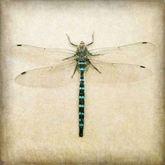 Dragonfly I Poster Print by Amy Melious-VARPDXMEL436 Image 1