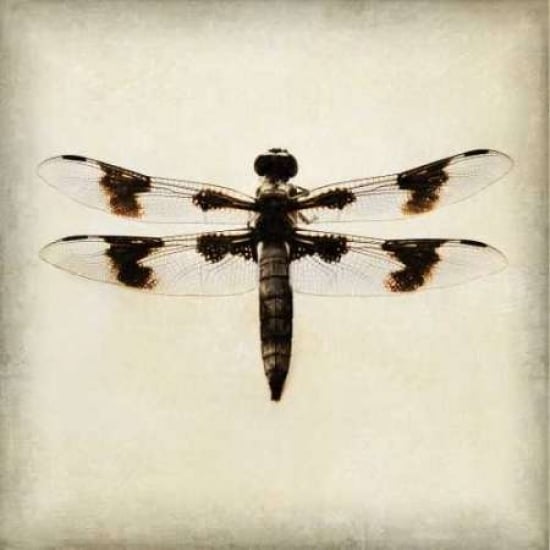 Dragonfly II Poster Print by Amy Melious-VARPDXMEL437 Image 1