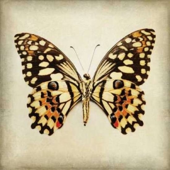 Butterfly 6 Poster Print by Amy Melious-VARPDXMEL434 Image 1